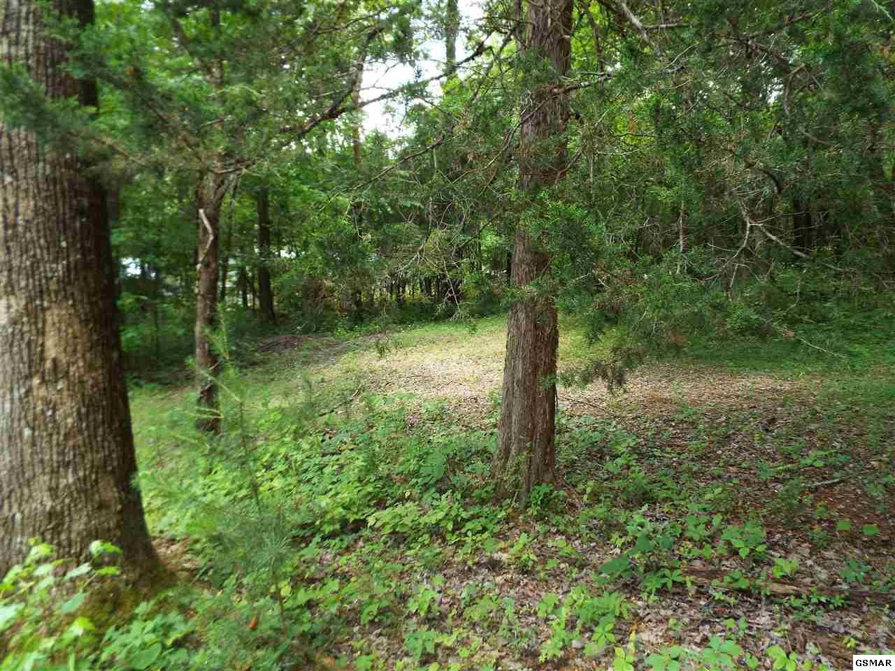 24262432 Dairy Road Cosby, TN 37722 - Photo 5 of 11 Gallery Image 5