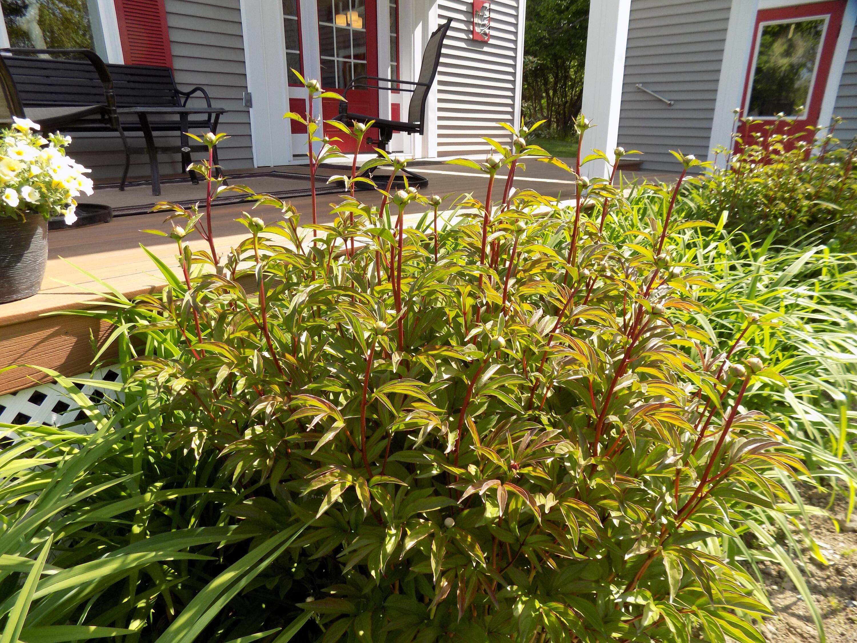 263 Shore Road Ellsworth, ME 04605 - Photo 42 of 44 Perennials will pop with color soon