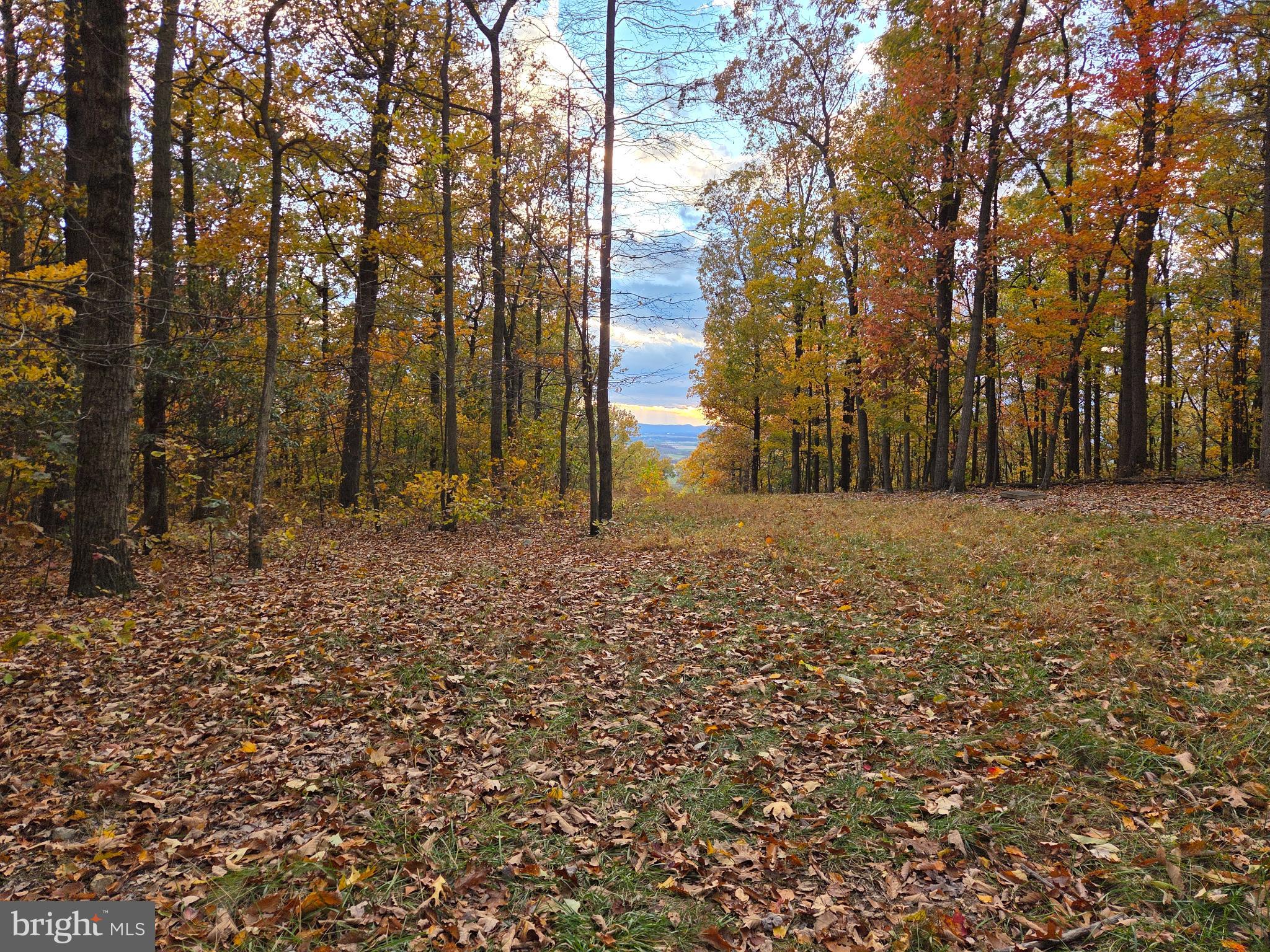8620 Monns Gap Road Waynesboro, PA 17268 - Photo 60 of 99 Autumn's embrace in a tranquil woodland path.