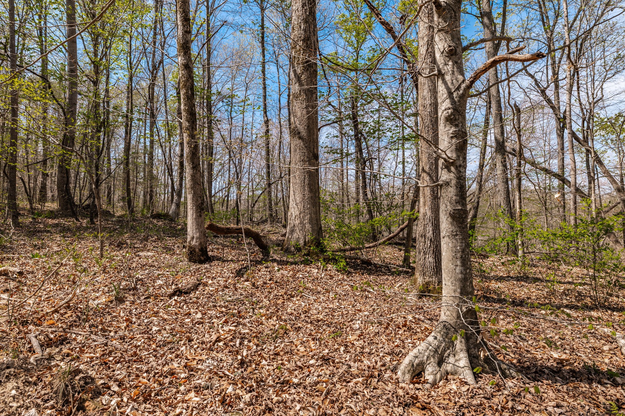 0 Mound Creek Road Kingston Springs, TN 37082 - Photo 21 of 97 a backyard of a house with lots of green space