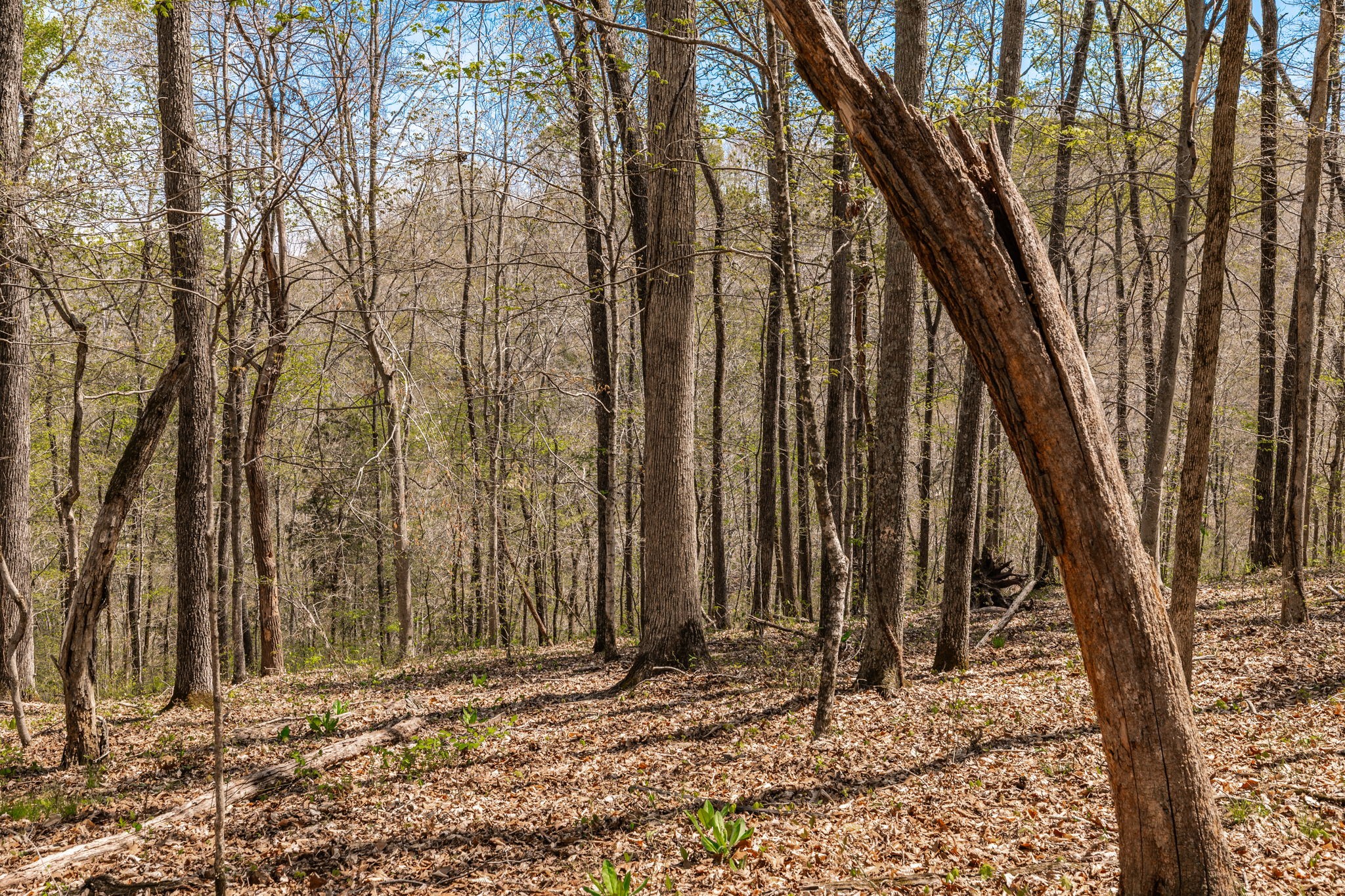 0 Mound Creek Road Kingston Springs, TN 37082 - Photo 24 of 97 a backyard of a house with lots of trees
