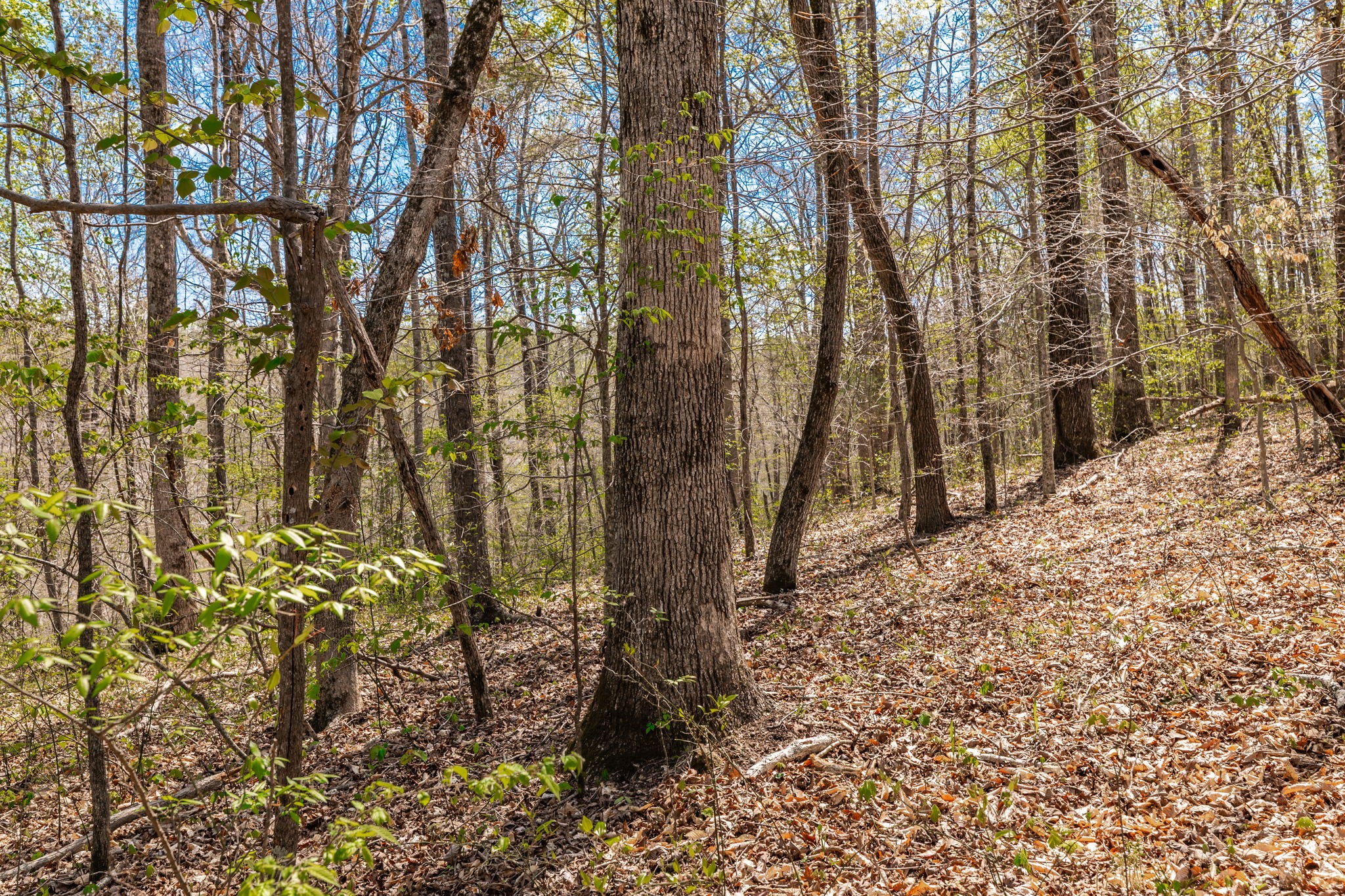 0 Mound Creek Road Kingston Springs, TN 37082 - Photo 25 of 97 a view of a yard with plants and trees