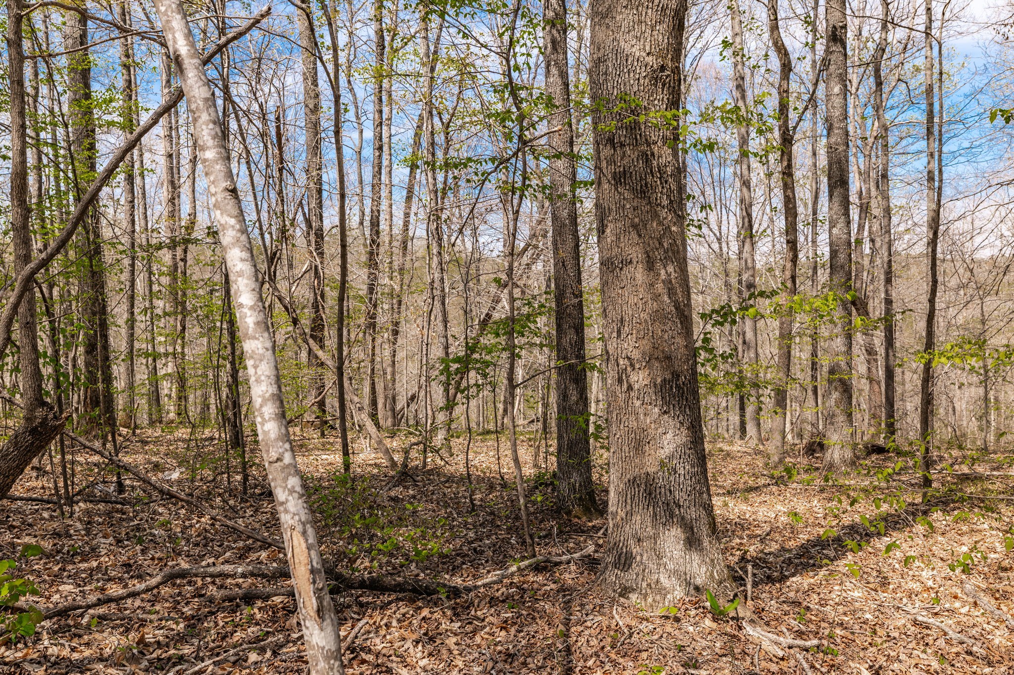 0 Mound Creek Road Kingston Springs, TN 37082 - Photo 28 of 97 a backyard of a house with lots of green space