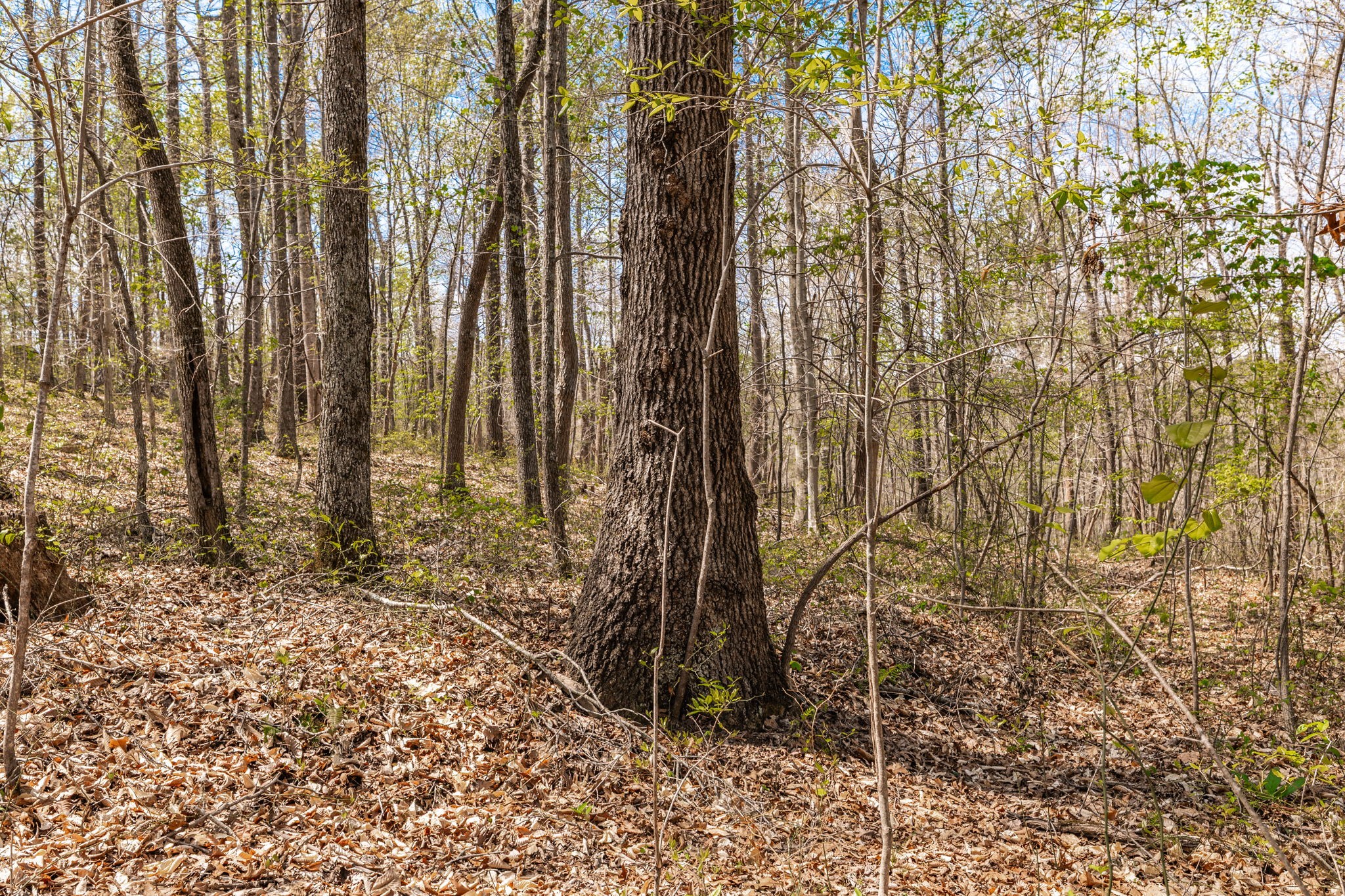 0 Mound Creek Road Kingston Springs, TN 37082 - Photo 29 of 97