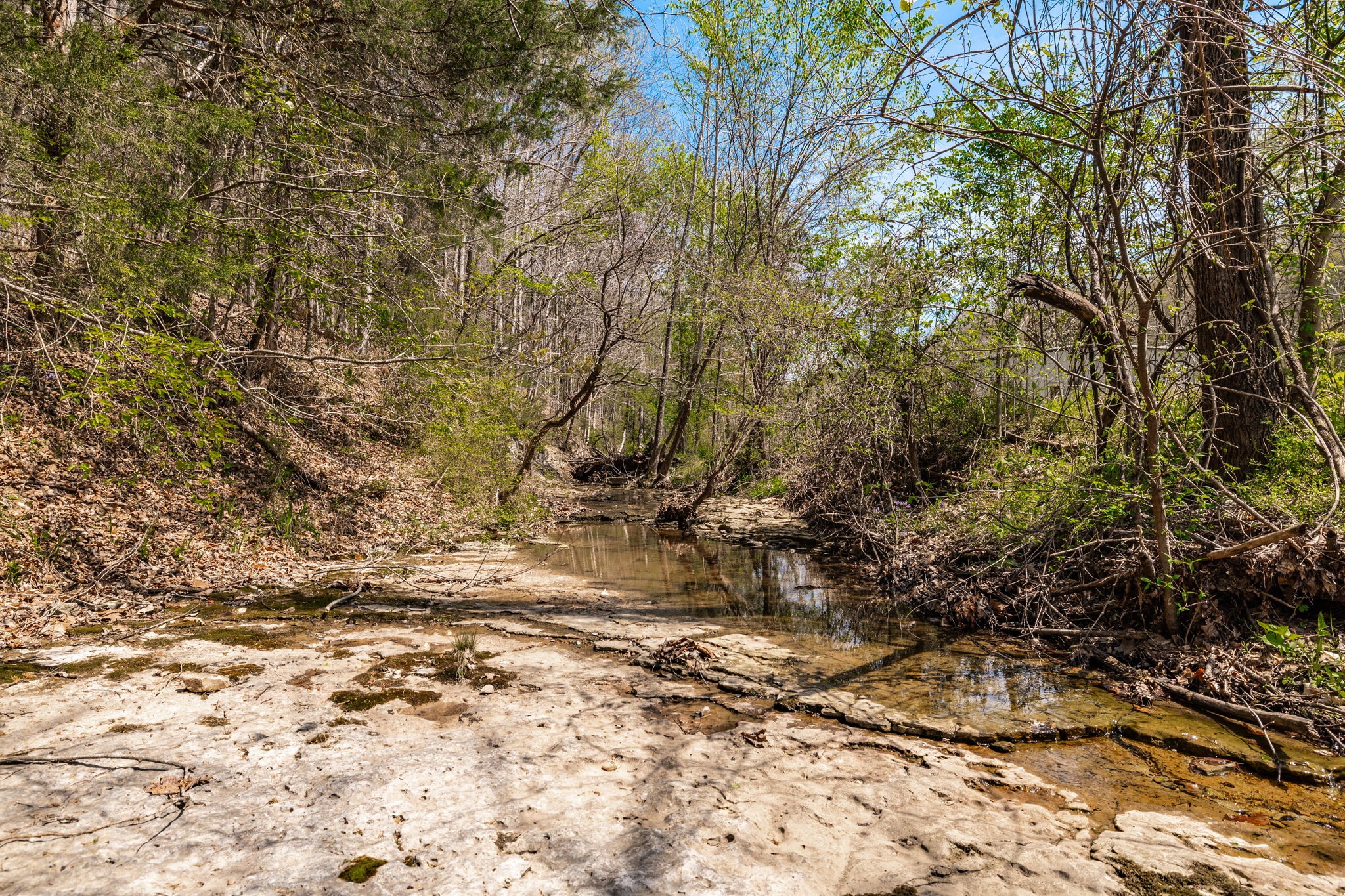 0 Mound Creek Road Kingston Springs, TN 37082 - Photo 82 of 97 a view of a yard with large trees