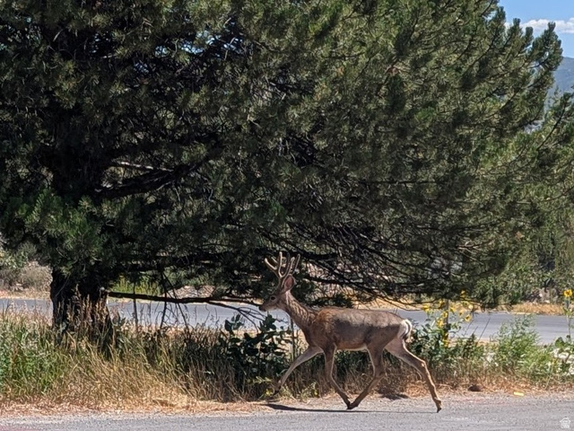 1544 Valley Road Midway, UT 84049 - Photo 19 of 23 Wildlife in Neighborhood