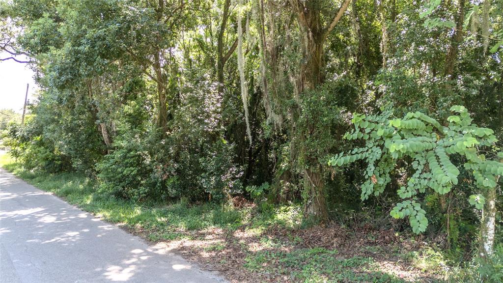 3rd Street Leesburg, FL 34748 - Photo 3 of 14 a view of a forest with lush green forest