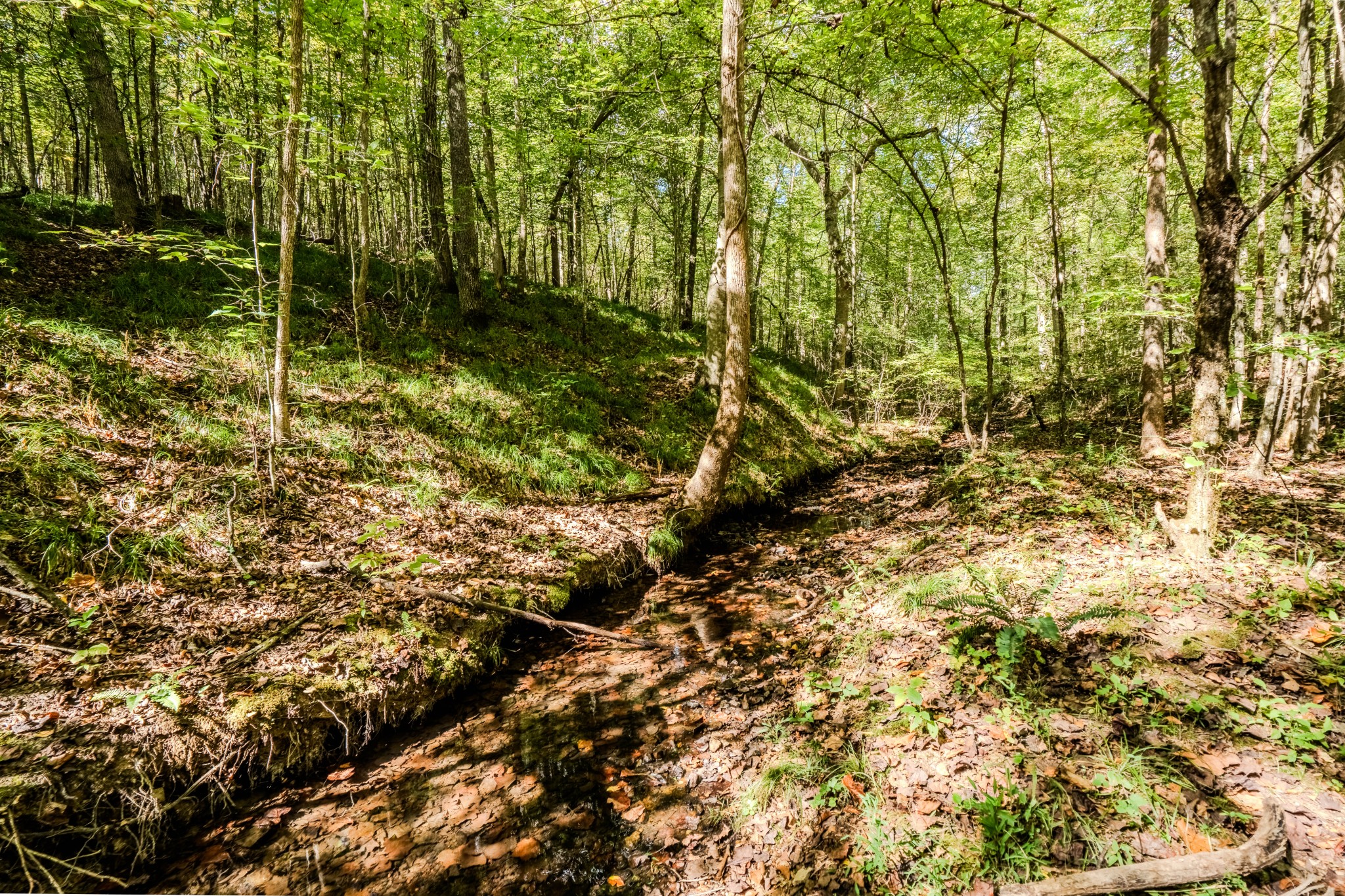 0 South Randall Road Westpoint, TN 38486 - Photo 58 of 79 a view of forest