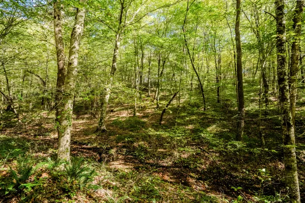 $1,300,000 | 0 South Randall Road, Westpoint, TN 38486