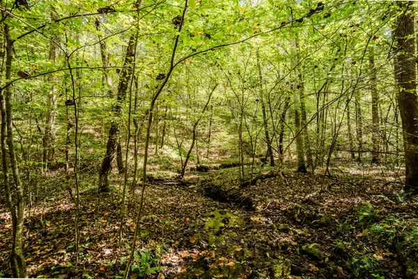 $1,300,000 | 0 South Randall Road, Westpoint, TN 38486