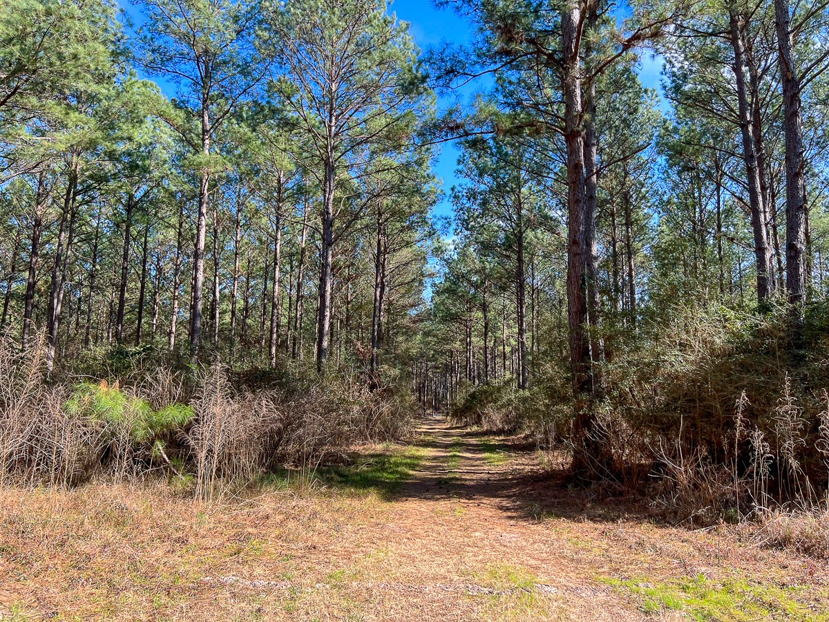 14 Union Springs Road Corrigan, TX 75939 - Photo 5 of 13 a view of yard