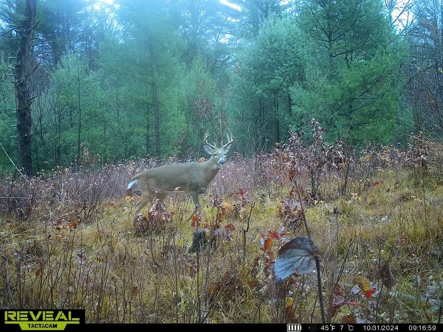 80-ac Freedom Wisconsin Dells, WI 53965 - Photo 39 of 42