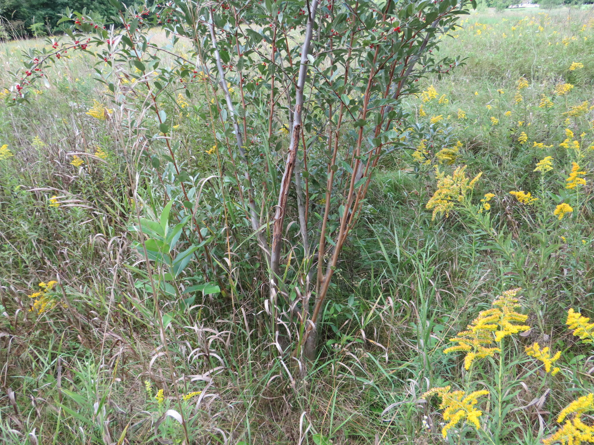 Dobie Road Okemos, MI 48864 - Photo 16 of 25 IMG_6594