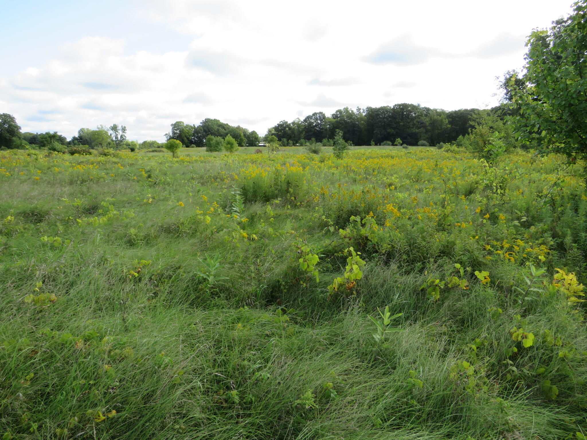 Dobie Road Okemos, MI 48864 - Photo 8 of 25 IMG_6563