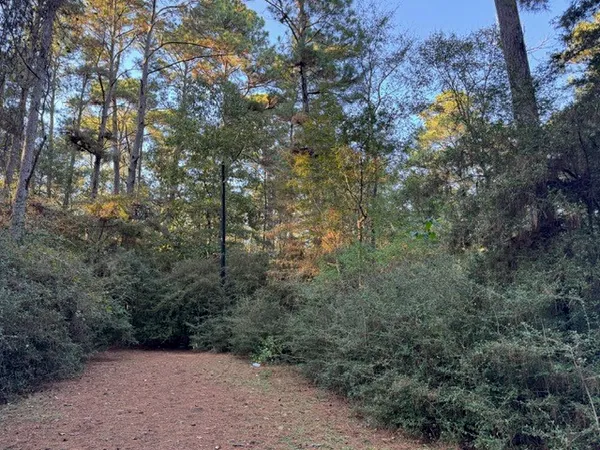 a view of a forest with trees