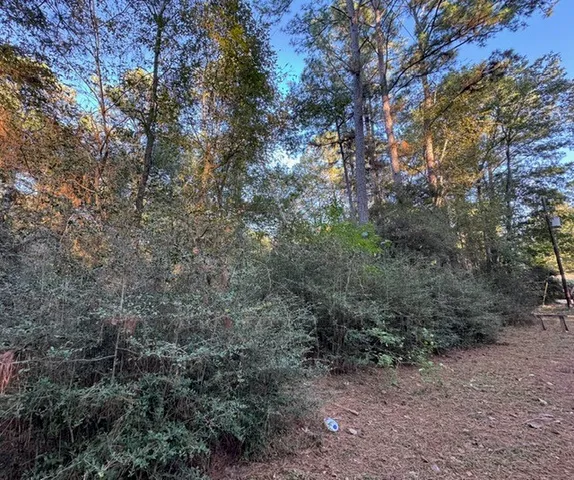 a view of a forest with trees in the background