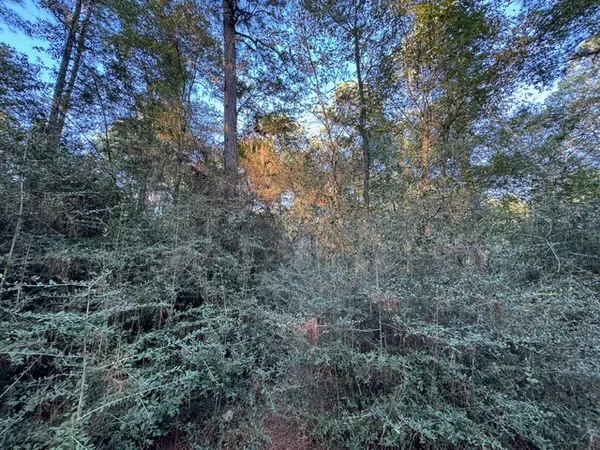 a view of a forest with lots of trees