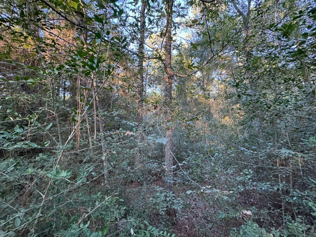 70 Quail Trail Trinity, TX 75862 - Photo 5 of 10 a view of a yard with a tree
