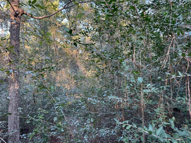 70 Quail Trail Trinity, TX 75862 - Photo 6 of 10 a view of a forest with lots of trees