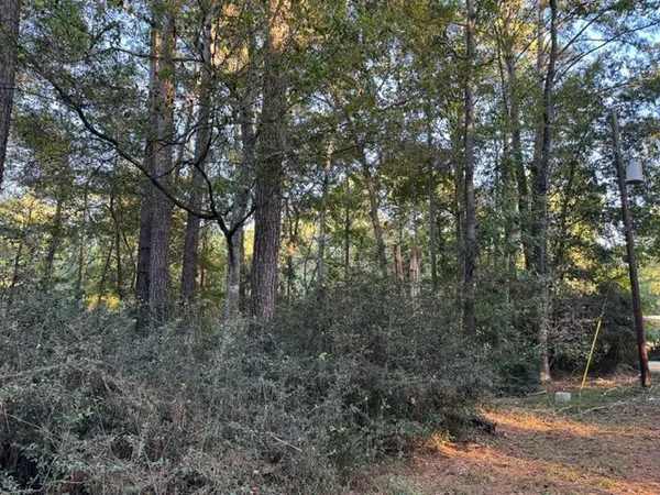 a view of forest