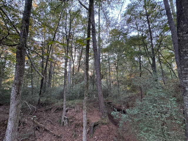 70 Quail Trail Trinity, TX 75862 - Photo 10 of 10 a view of a forest with trees in front of it