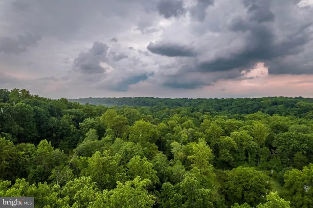 a view of a bunch of trees