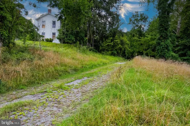 a view of a big yard with plants and large trees