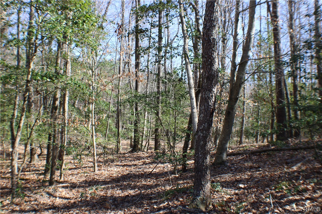 12030 Bundle Road Chesterfield, VA 23838 - Photo 11 of 31 a view of forest