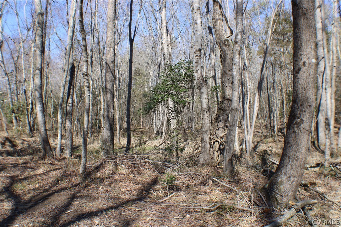 12030 Bundle Road Chesterfield, VA 23838 - Photo 12 of 31 a view of a yard with lots of trees