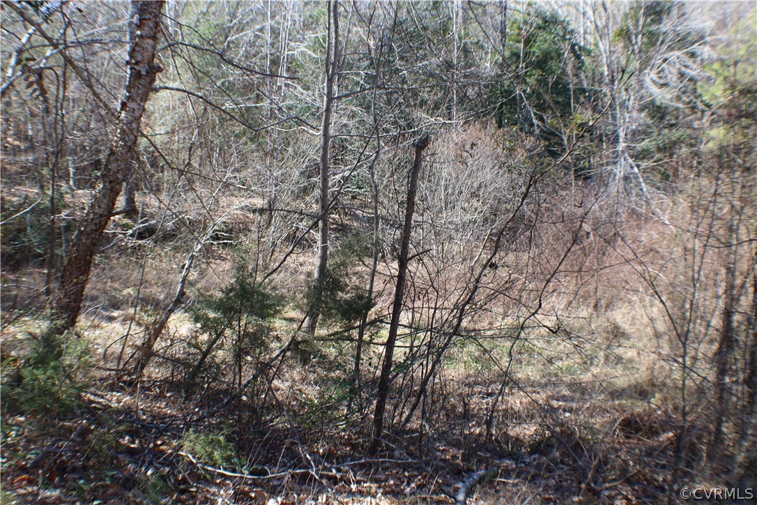 12030 Bundle Road Chesterfield, VA 23838 - Photo 29 of 31 a view of a yard with a tree