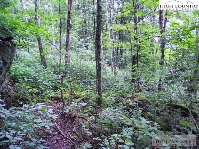 Slopeside Road Beech Mountain, NC 28604 - Photo 10 of 11 Gallery Image 10