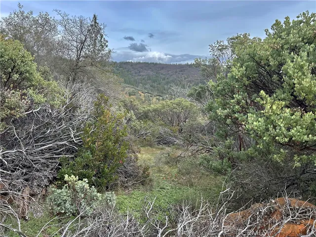 a view of a yard in a forest