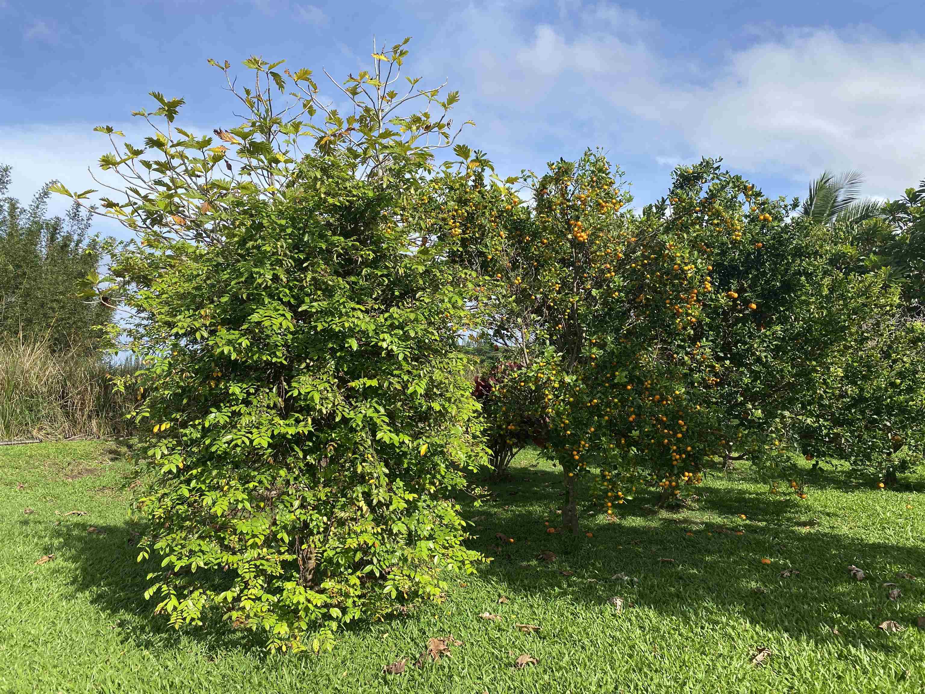 51 West Waipio Road Haiku, HI 96708 - Photo 34 of 50