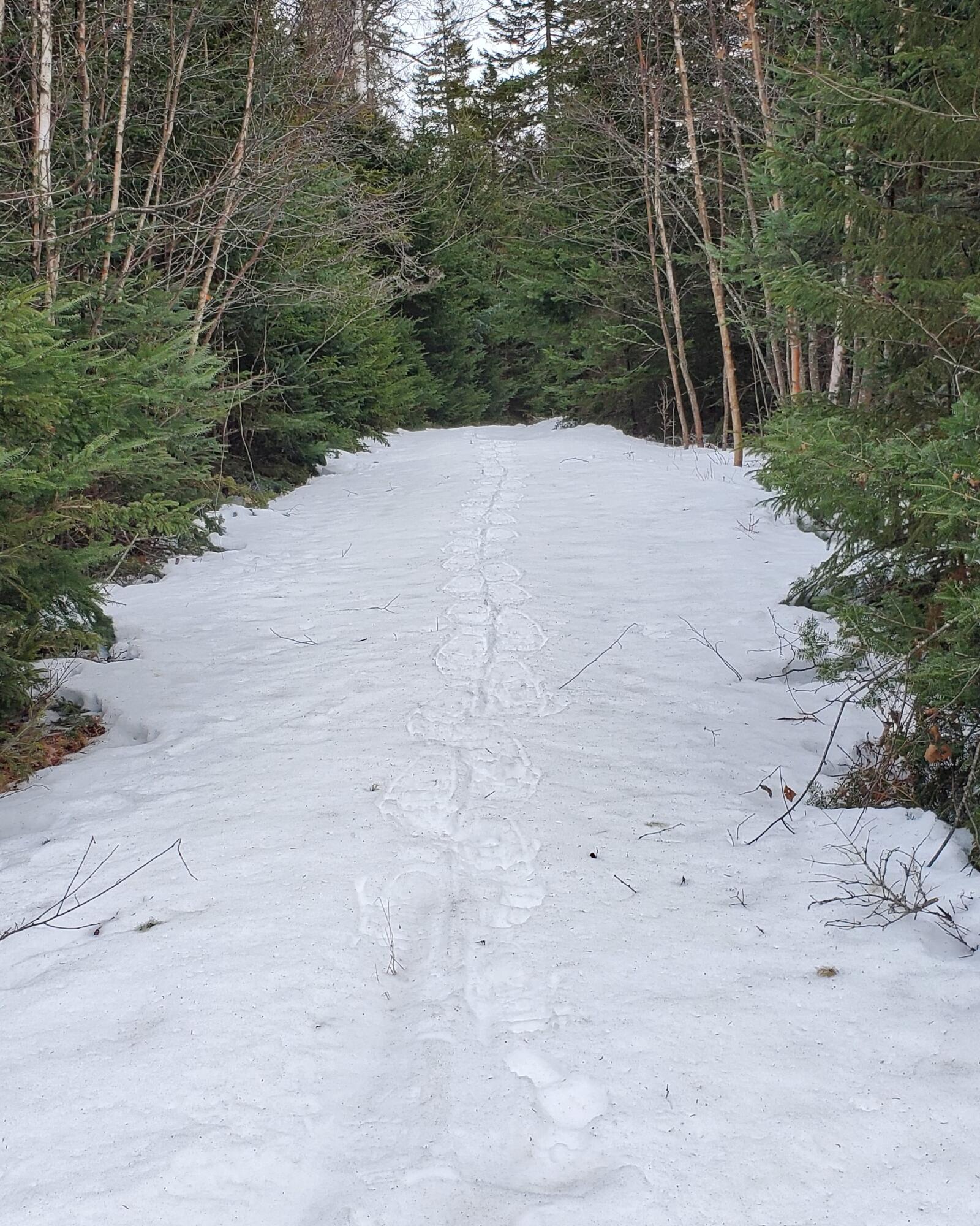 Lot 8 Pyne Cove Road Steuben, ME 04680 - Photo 13 of 28 20230129_120907 (2)