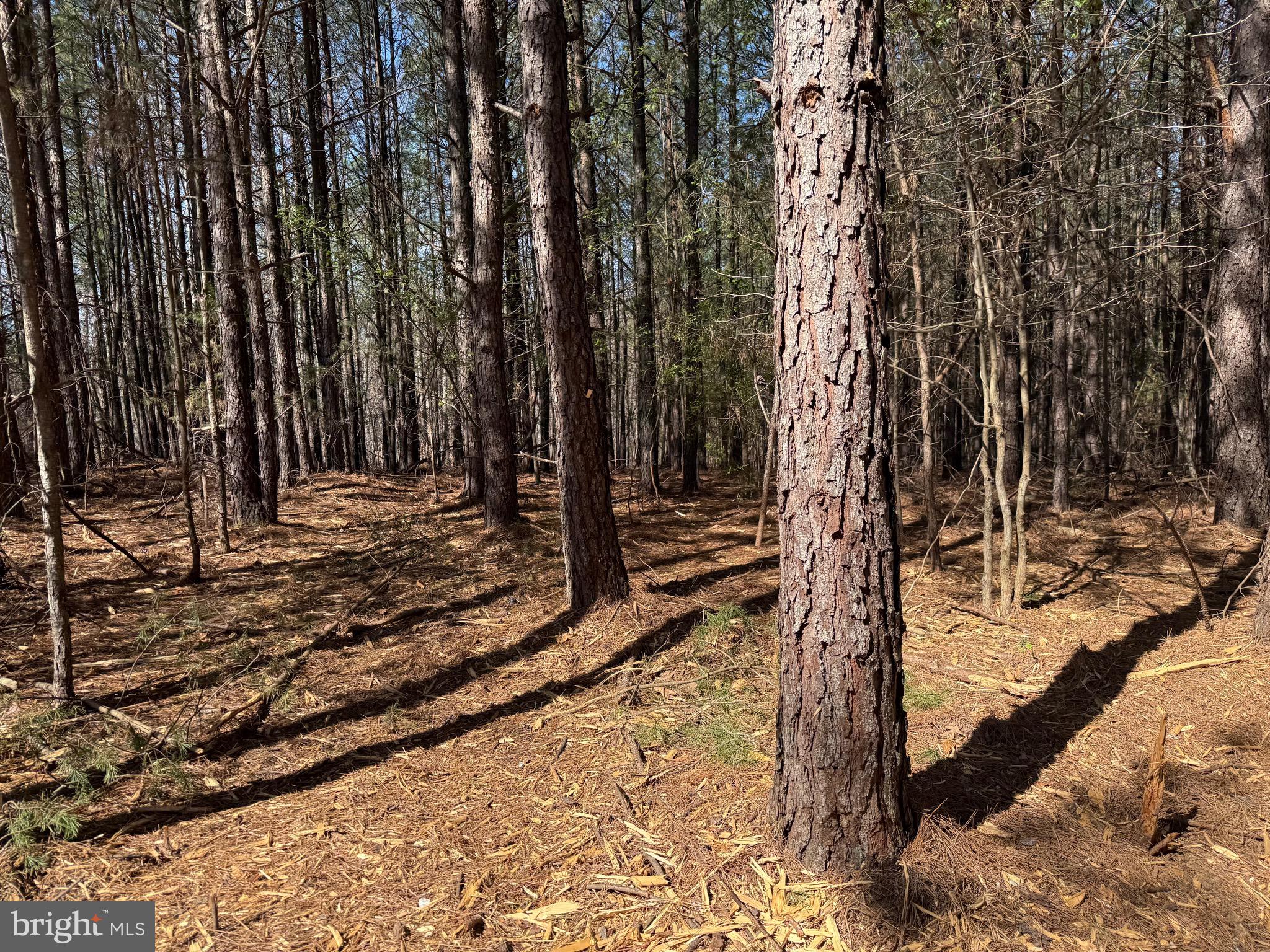 Lot A Mountain Cut Road Appomattox, VA 24522 - Photo 15 of 18