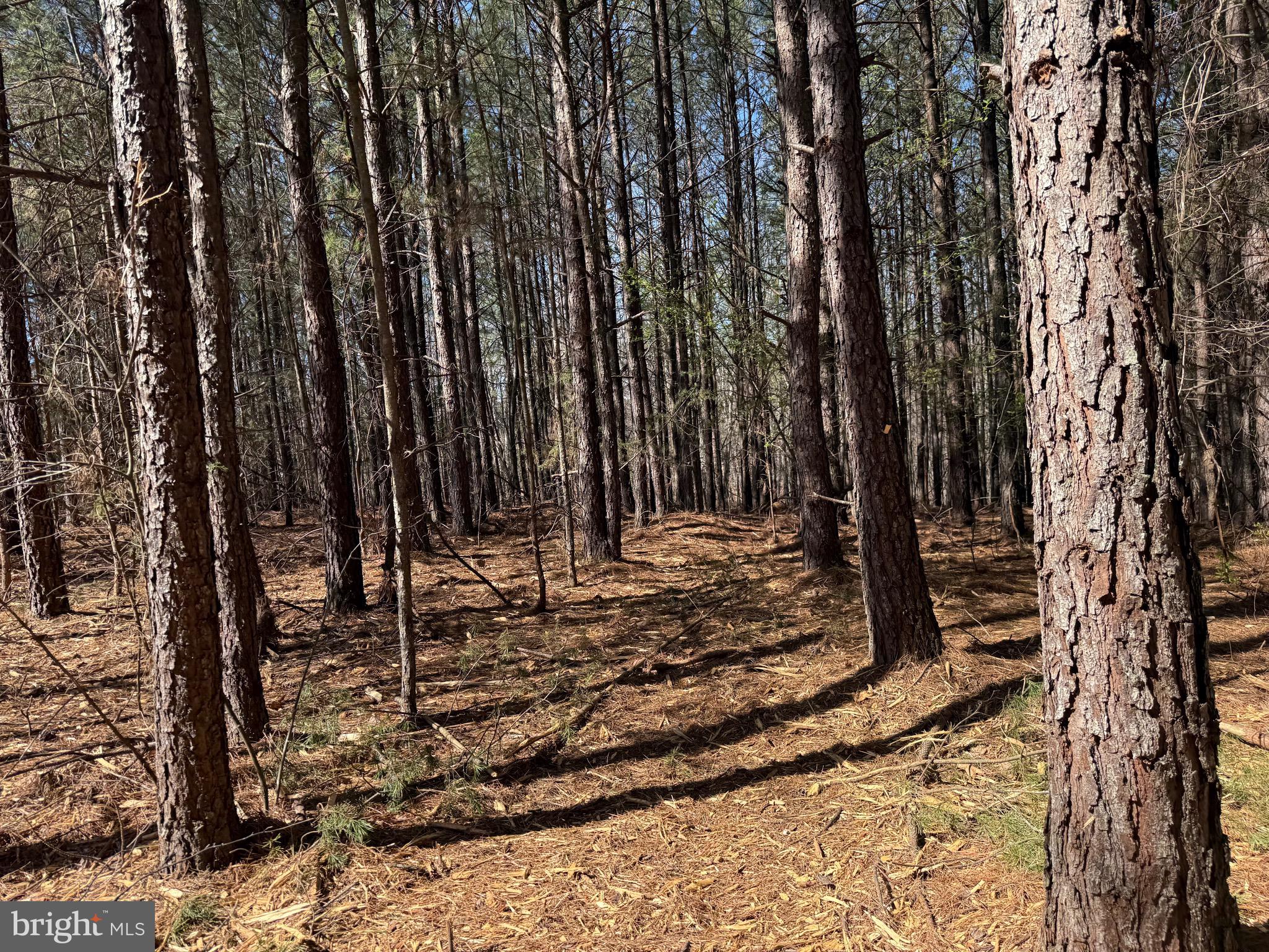 Lot A Mountain Cut Road Appomattox, VA 24522 - Photo 17 of 18