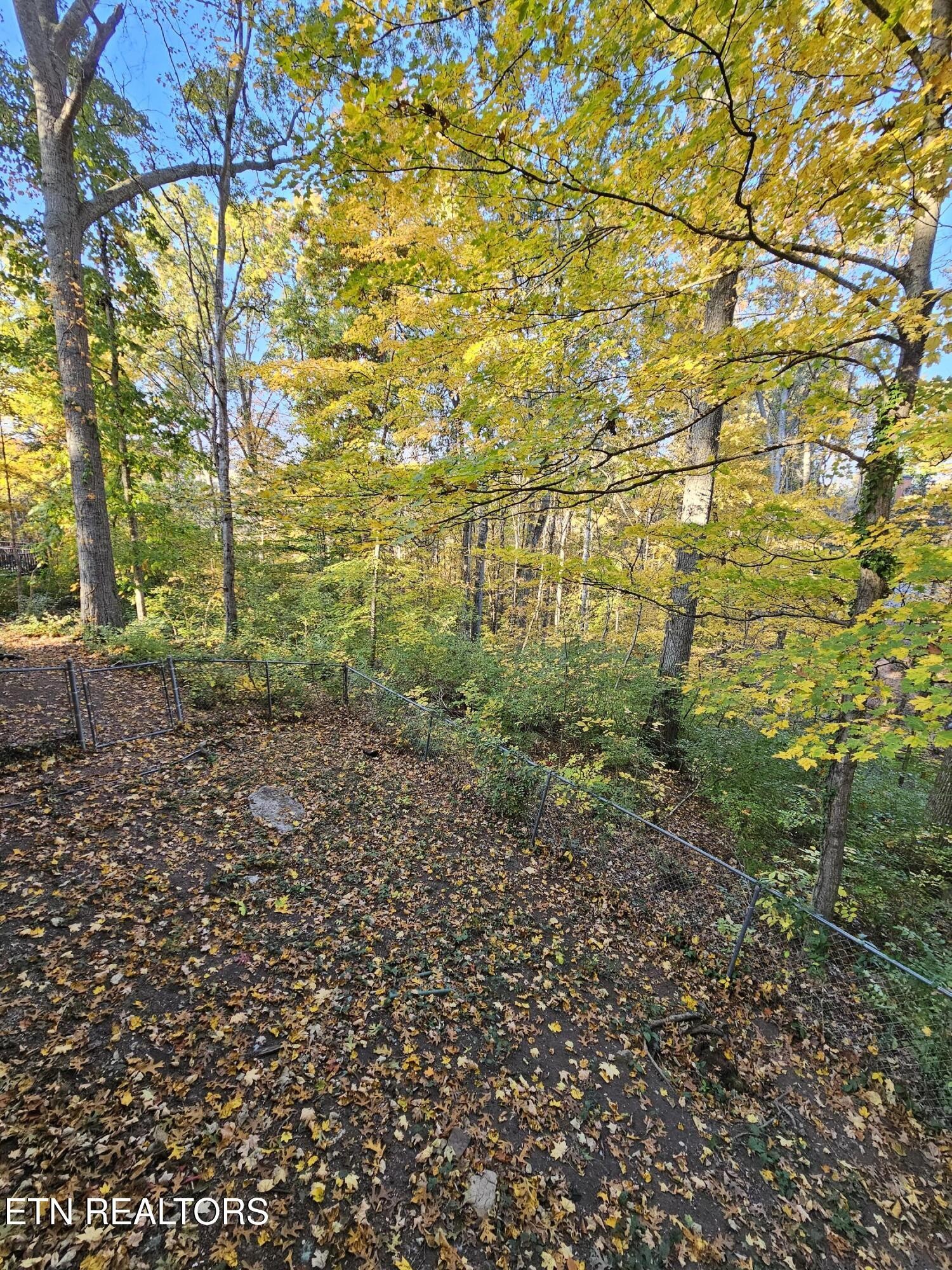 20 Clark Place Oak Ridge, TN 37830 - Photo 45 of 51 a view of a yard with plants and large trees