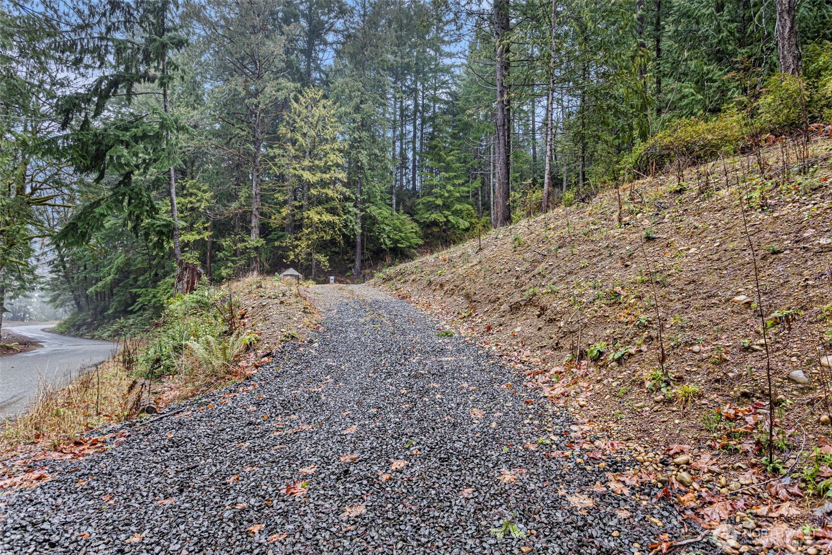 19560 Northeast North Shore Road Tahuya, WA 98588 - Photo 2 of 8 a view of a yard with plants and trees
