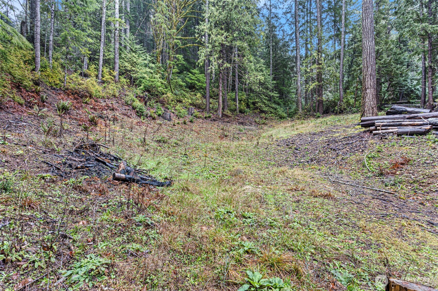 19560 Northeast North Shore Road Tahuya, WA 98588 - Photo 4 of 8 a view of outdoor space with trees all around