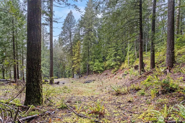 a view of a forest with trees