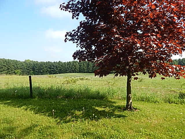 8475 Gurd Road Dowling, MI 49050 - Photo 48 of 73 DSCN1373