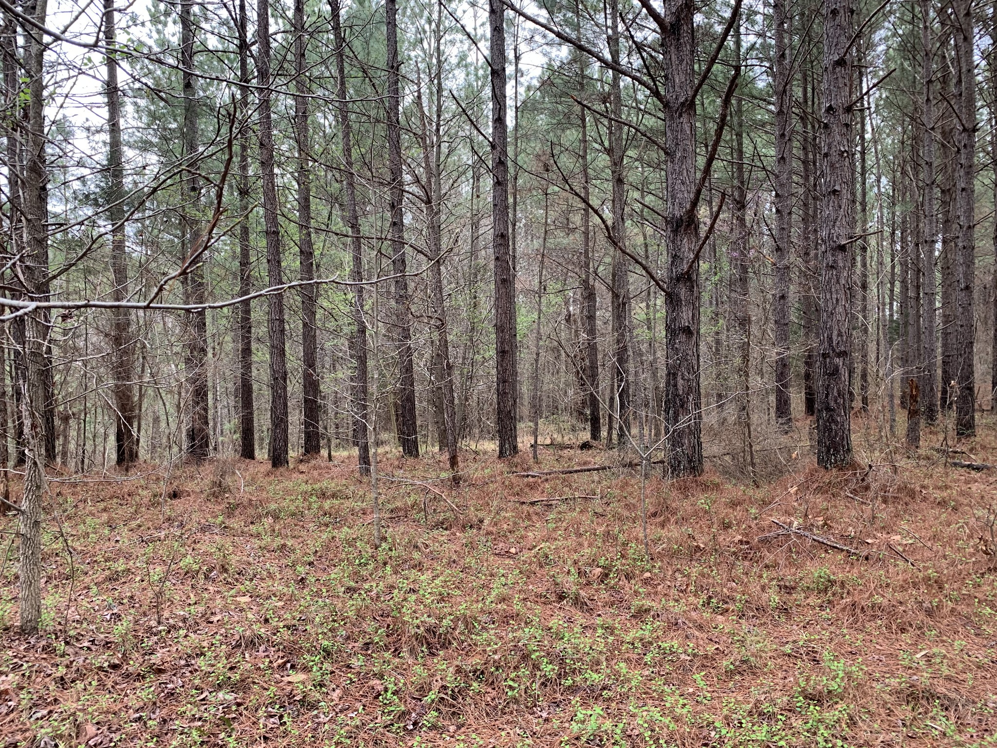 0 Bald Knob Road Holladay, TN 38341 - Photo 1 of 4 Gallery Image 1