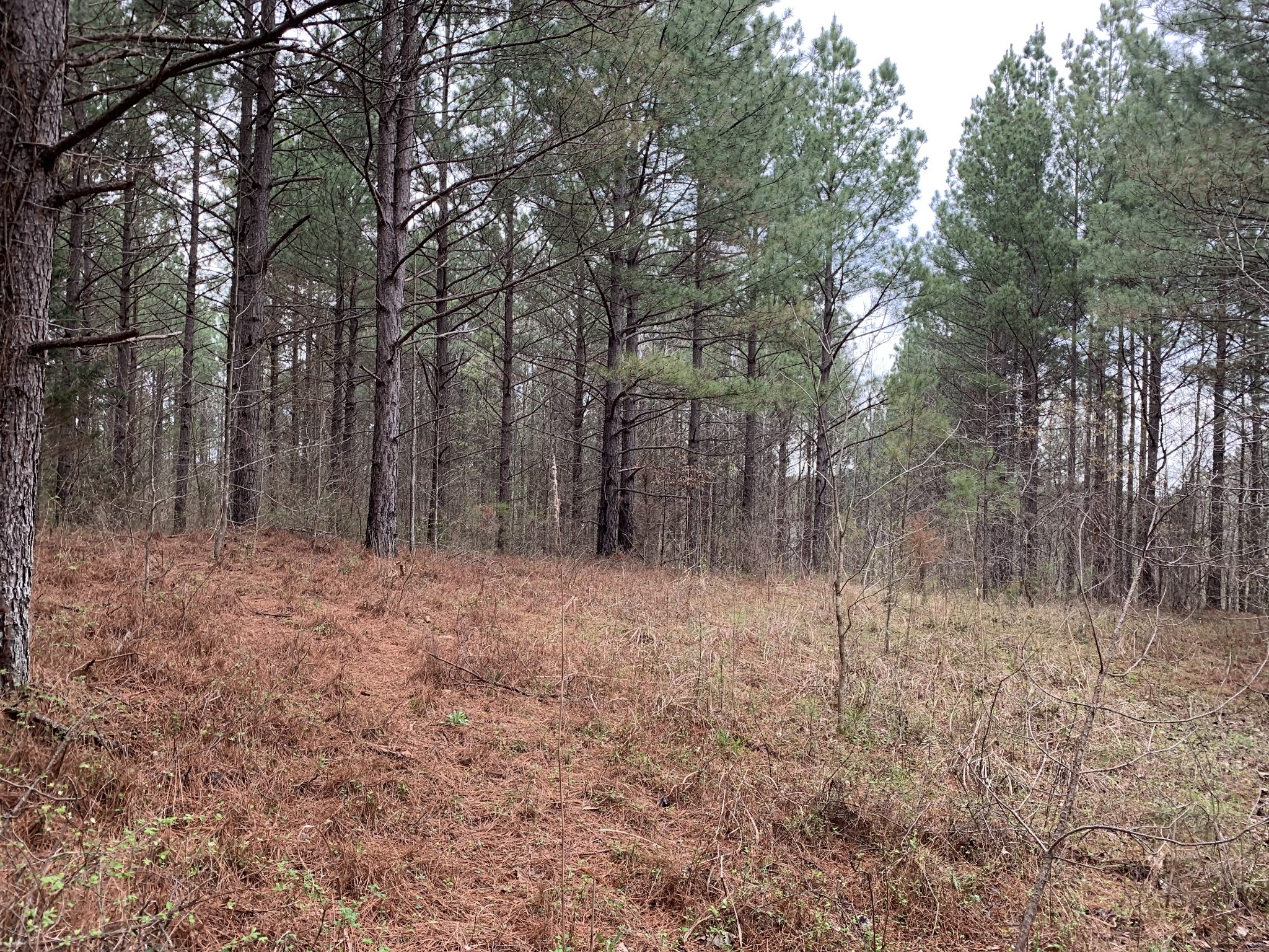 0 Bald Knob Road Holladay, TN 38341 - Photo 3 of 4 Gallery Image 3
