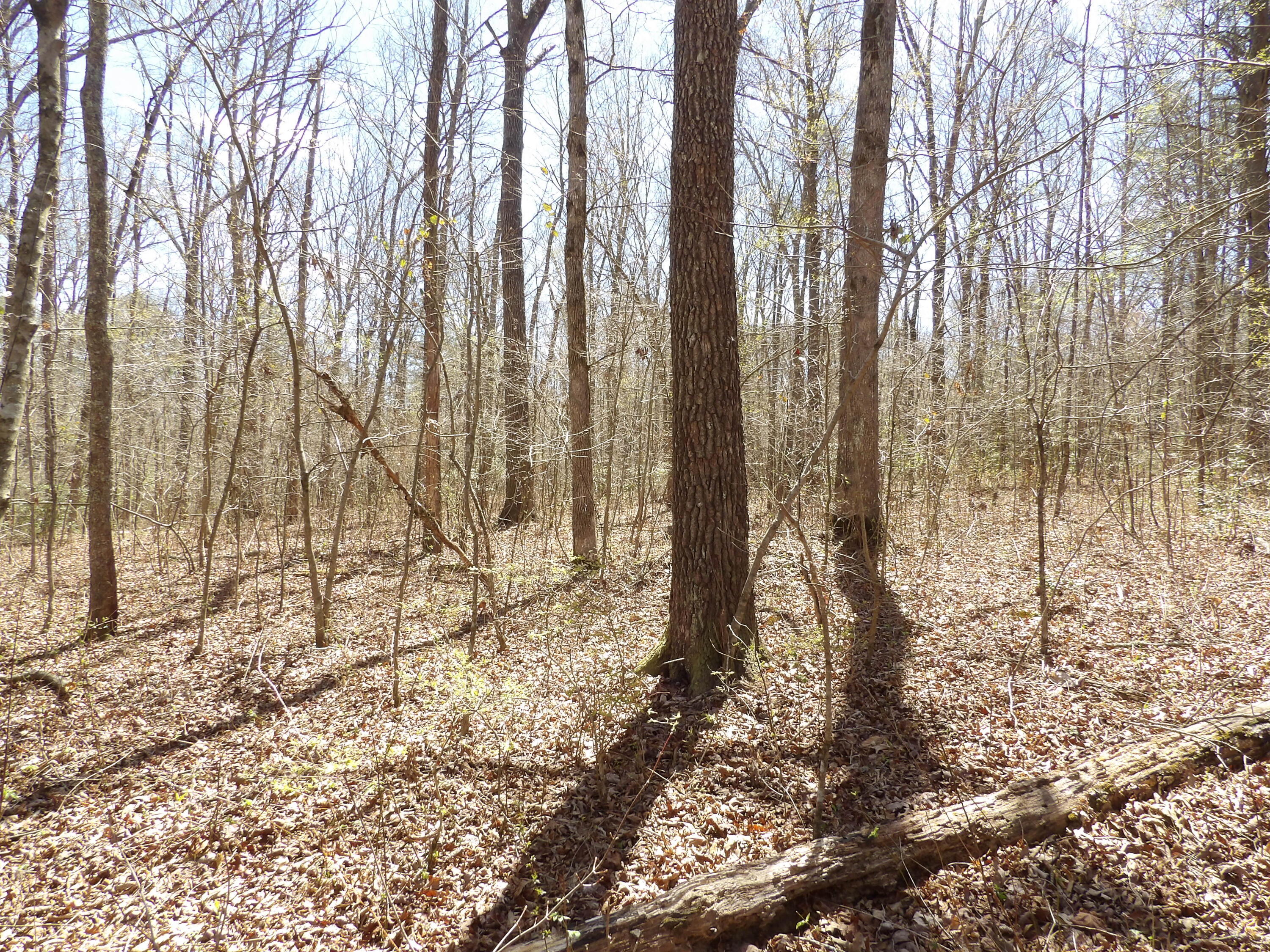 776 Pine Road Pikeville, TN 37367 - Photo 11 of 17 20240408150200628418000000-o
