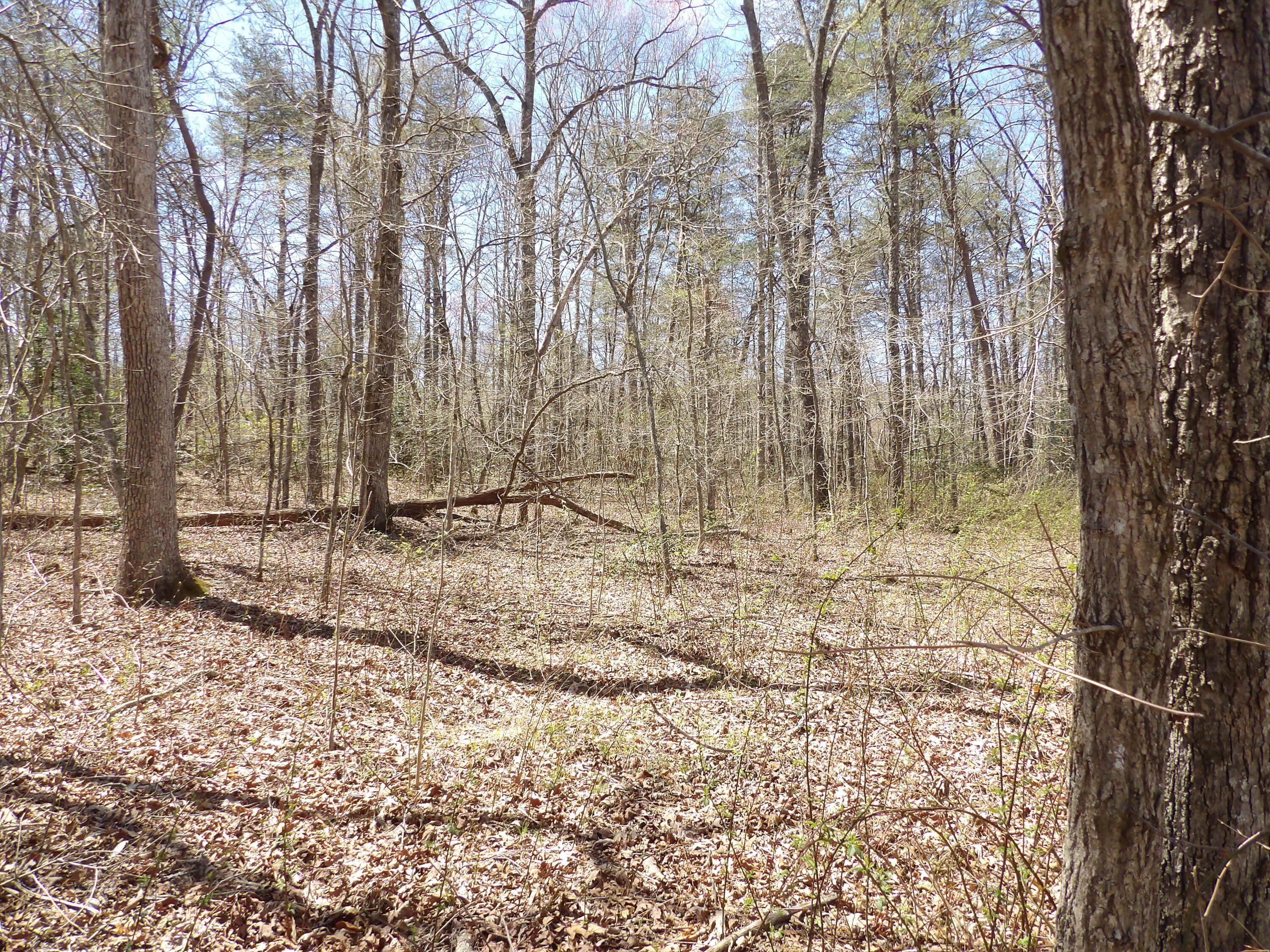776 Pine Road Pikeville, TN 37367 - Photo 13 of 17 pine2