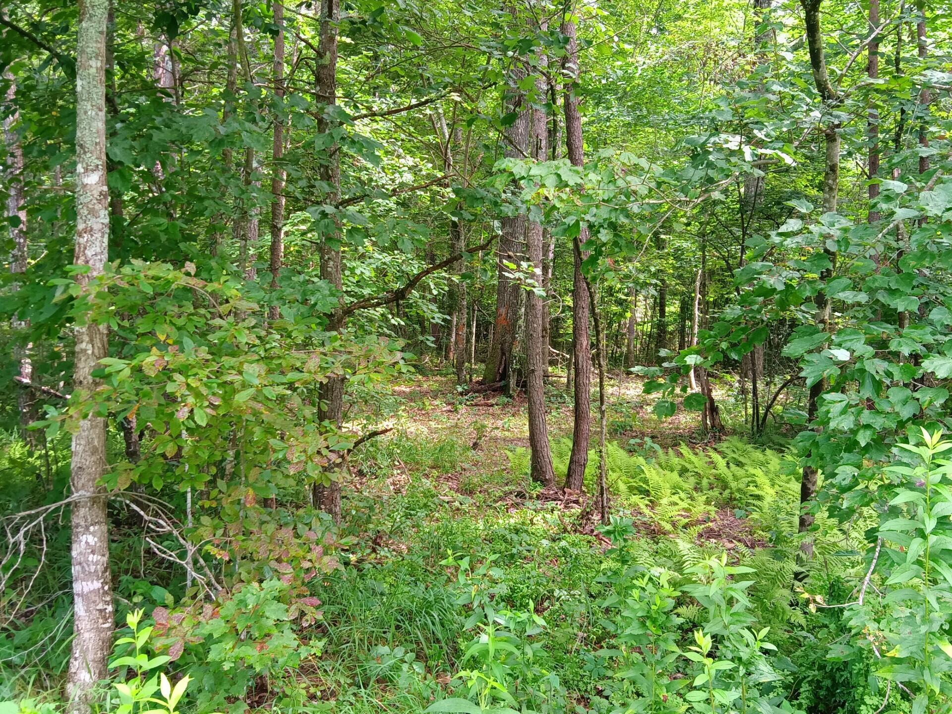776 Pine Road Pikeville, TN 37367 - Photo 2 of 17 thumbnail_IMG_20250714_143816