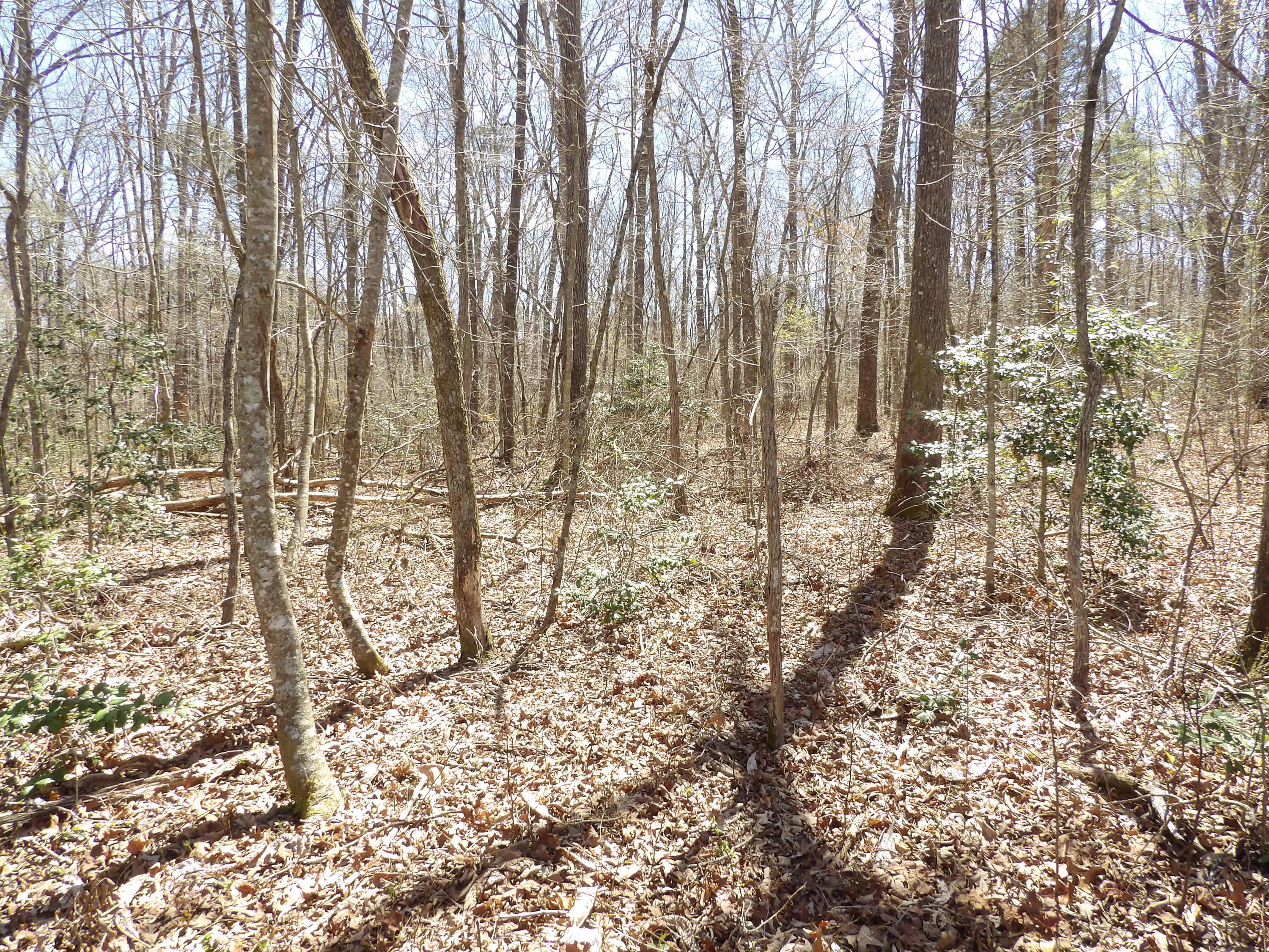 776 Pine Road Pikeville, TN 37367 - Photo 6 of 17 20240408150100293148000000-o