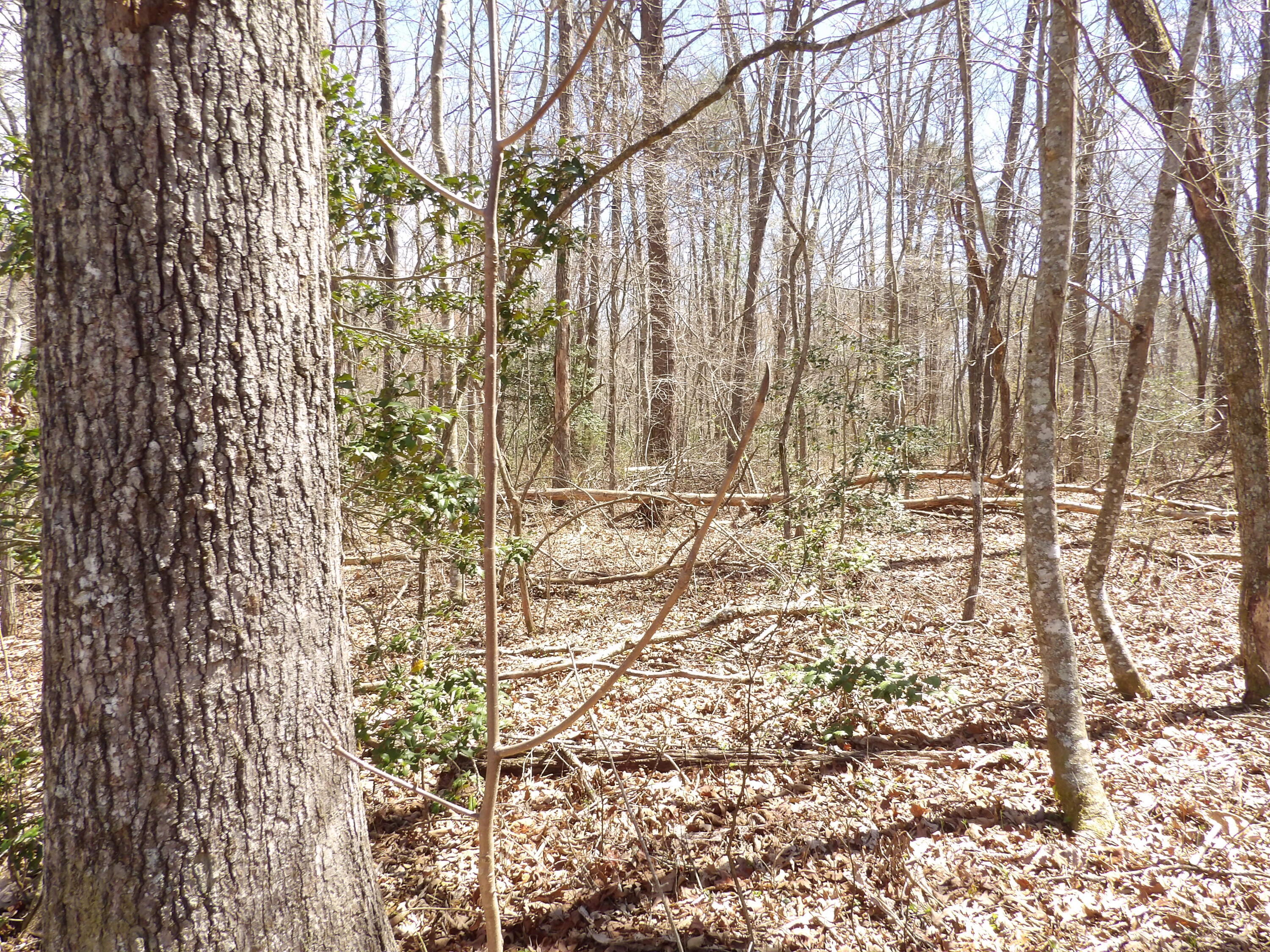 776 Pine Road Pikeville, TN 37367 - Photo 7 of 17 20240408150108835110000000-o