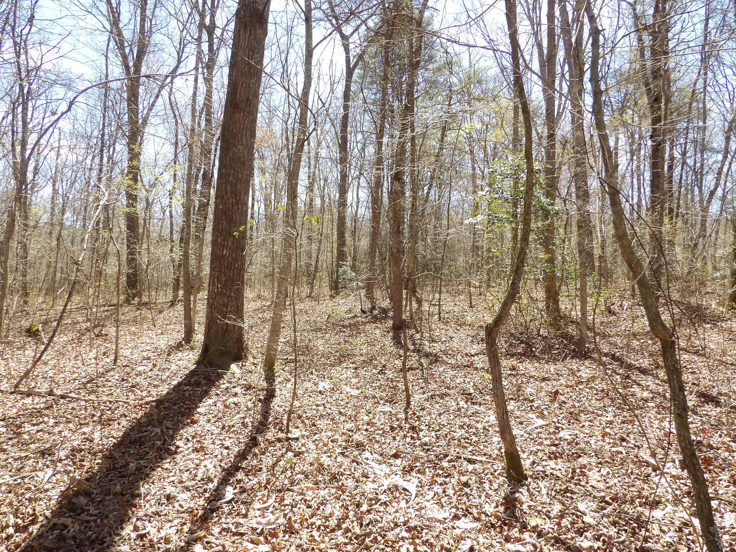 776 Pine Road Pikeville, TN 37367 - Photo 8 of 17 20240408150117027994000000-o