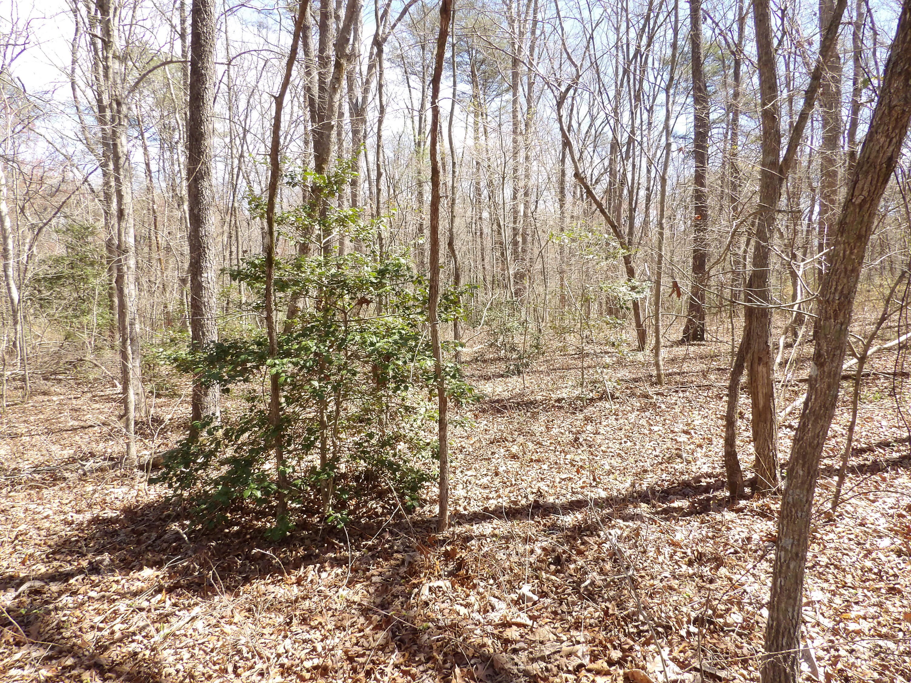776 Pine Road Pikeville, TN 37367 - Photo 9 of 17 20240408150134537183000000-o